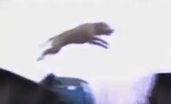 Parkour Dog Hits The Streets