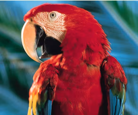 Parrots love to have fun too