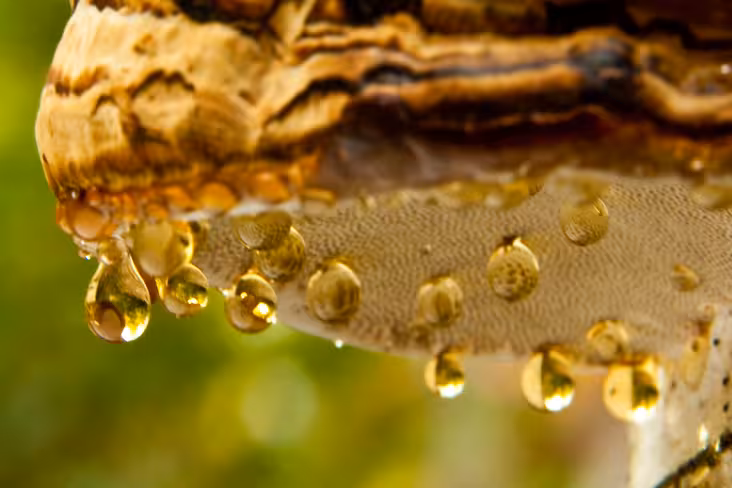 dripping oyster mushroom