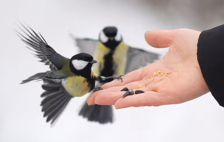 Chirpify gets $2M to further growth in social commerce, adds Lil Wayne and Snoop Dogg as customers