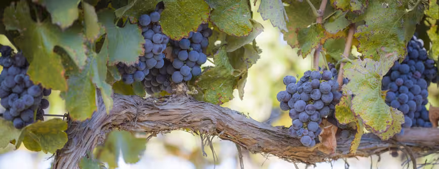 grapes