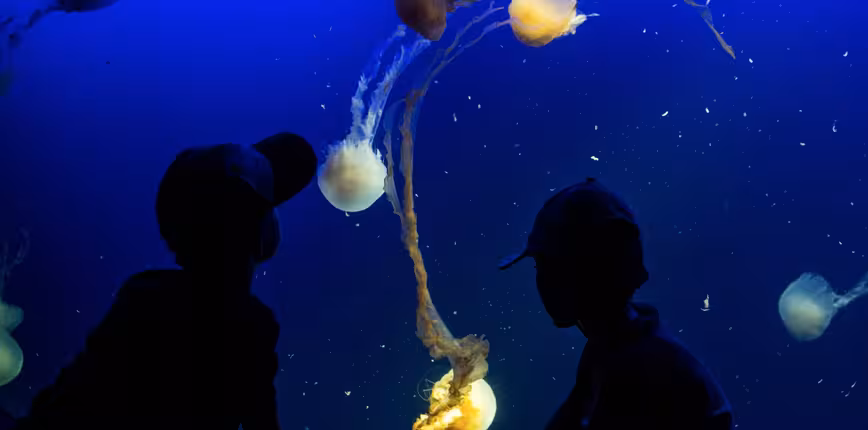 Twitter co-founder Biz Stone’s Jelly snags ex-Apple Web frameworks and iOS engineer Brian Kadar