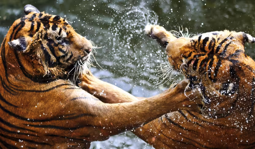 Fighting
