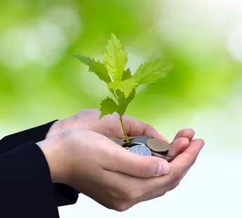 Money plant