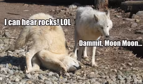 Wolf-2