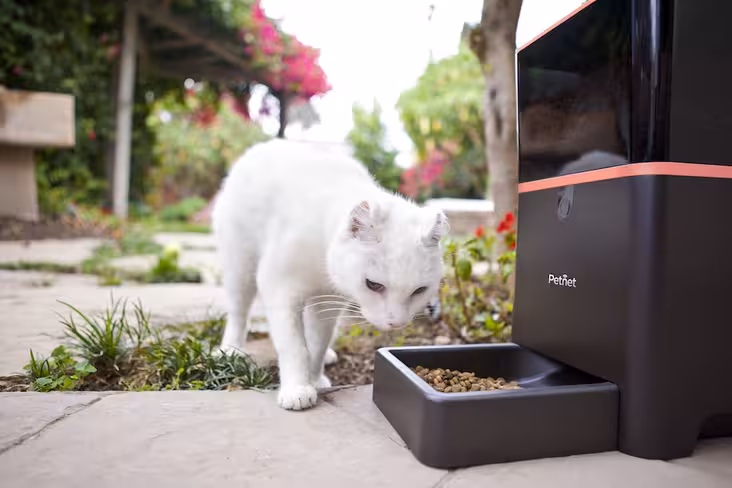 petnet-lifestyle-cat