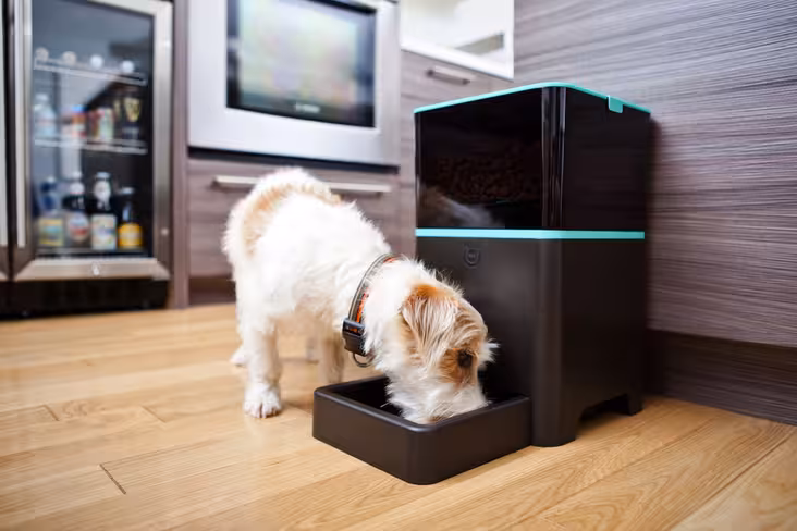 petnet-lifestyle-dog