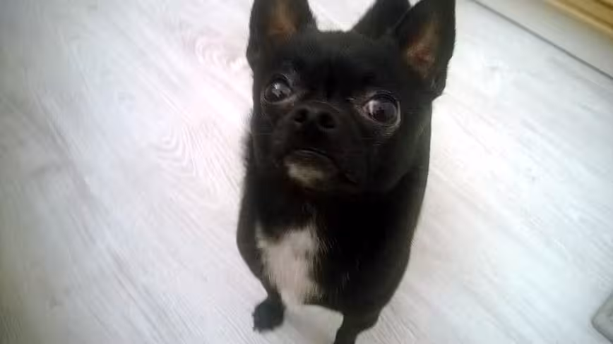 Rocky is waiting for his Petcube to arrive