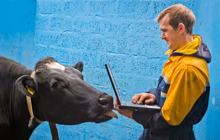 cattle0066