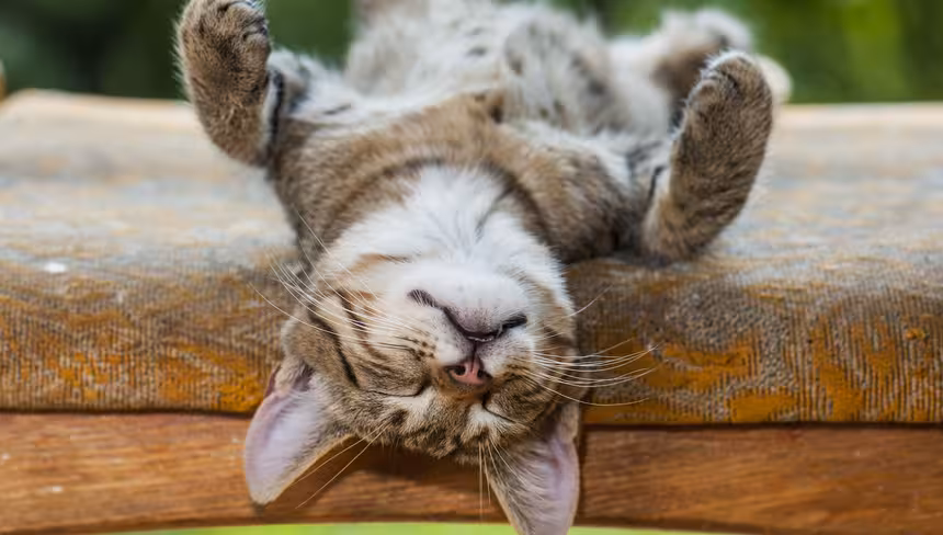 napping kitten