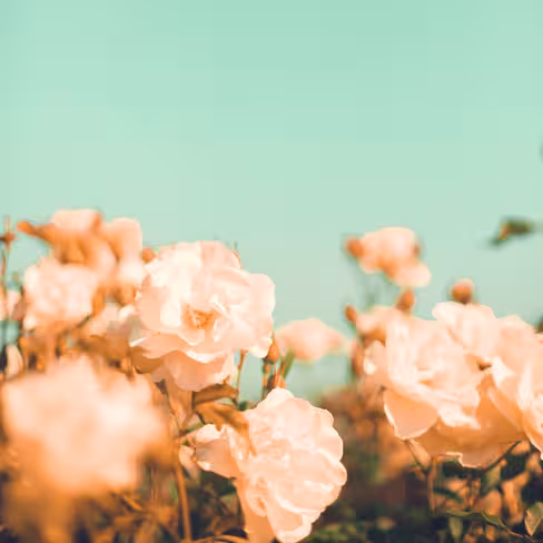 Andrekart Photography | Vintage Pastel Roses