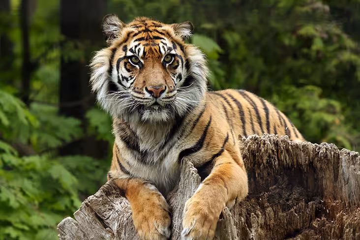 Sumatran tiger photo by mlorenz