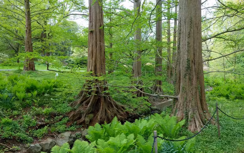 Trees-in-a-green-forest-in-spring-0513141141906AE5