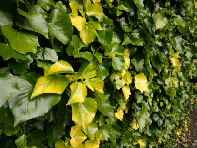find71