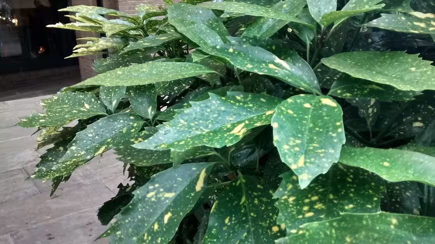 shrubs