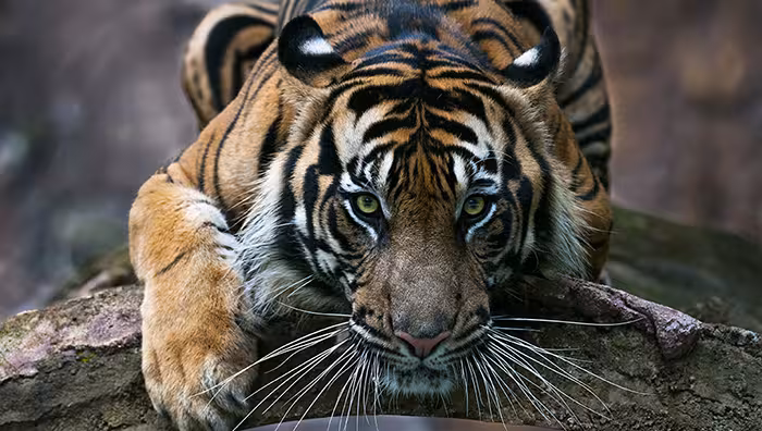 Creative conservation: the disappearing song that could save a species Featured Image