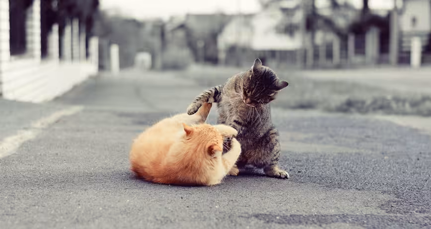 cat fight