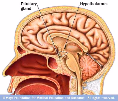 m7_glands