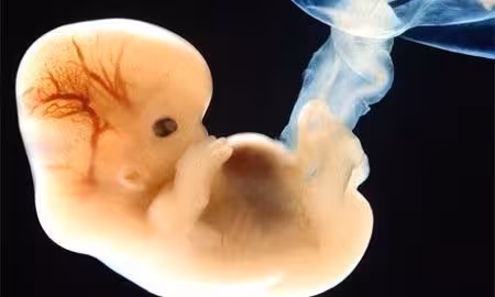 U_S_scientists_have_bred_the_first_genetically_modified_human_embryos_embryos_transgenic_genetic_Medical_Devices_Industry