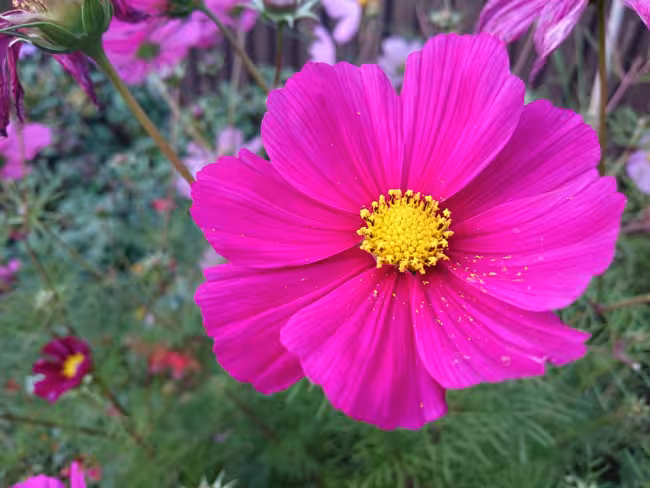 xperiaphoto1