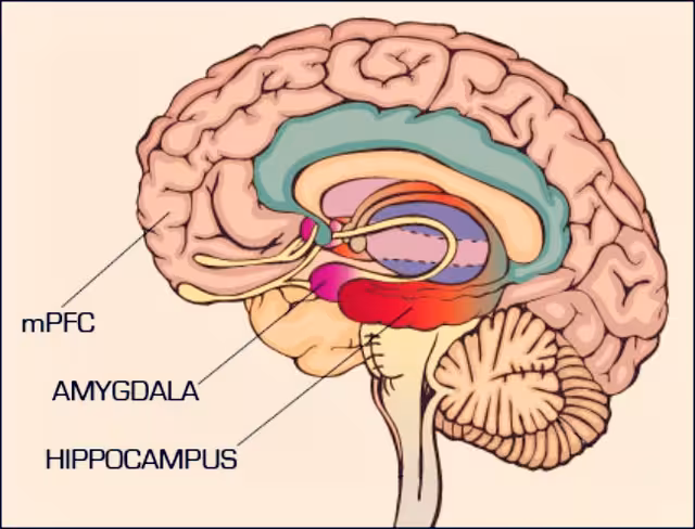 mpfc-and-amygdala