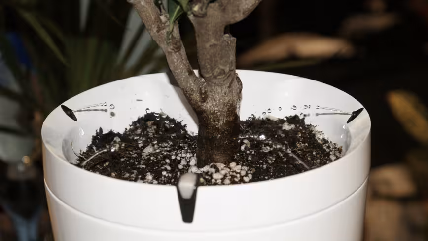 0105_parrotpot