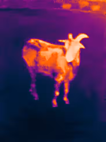 Goat