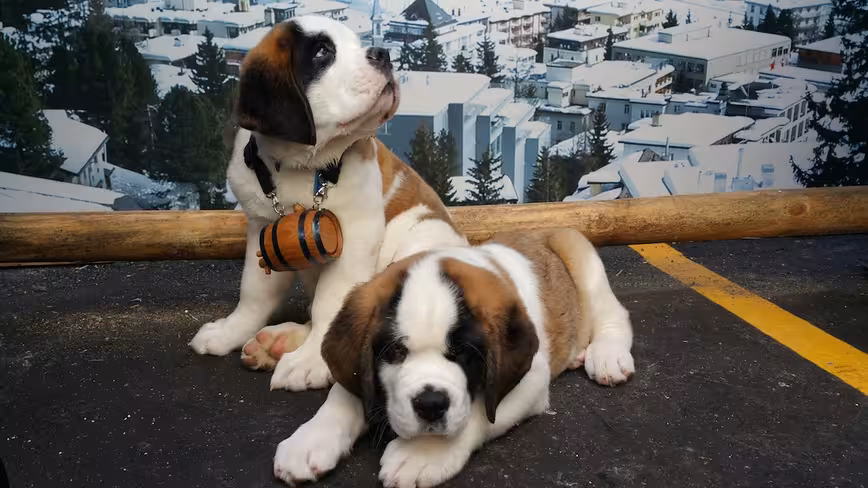 mophie pups