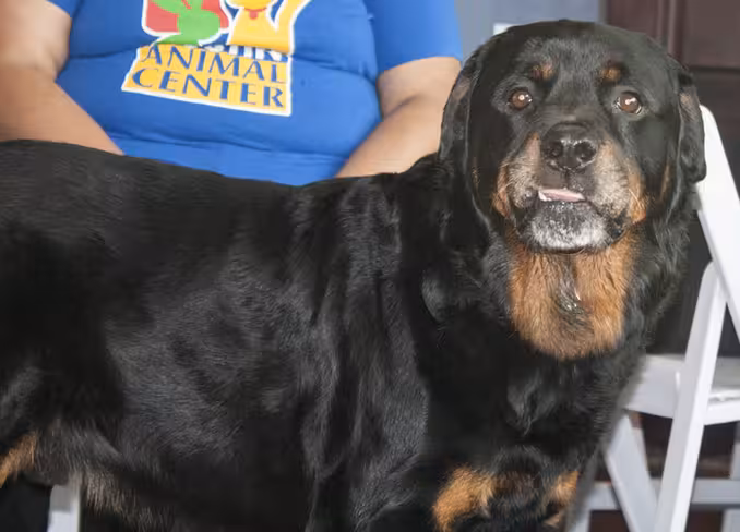 rott1