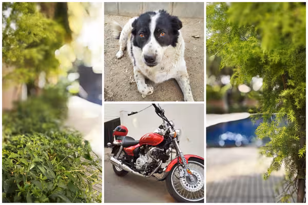 Honor 6 Plus photos (click for larger image)