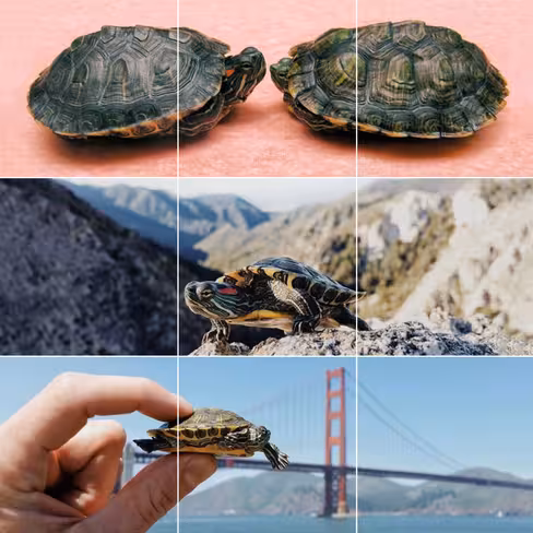 turtles_1