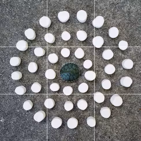 turtles_2