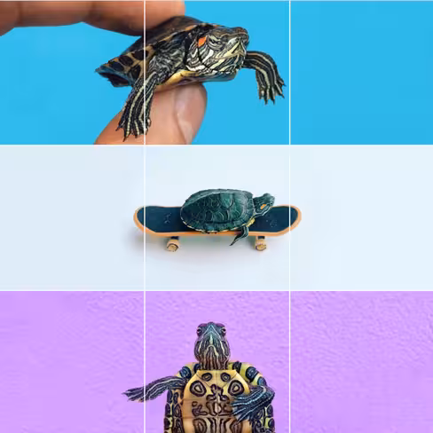 turtles_3