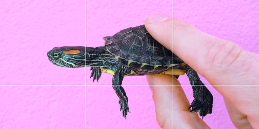 #TurtleTuesday on Instagram is your new weekly cute fix