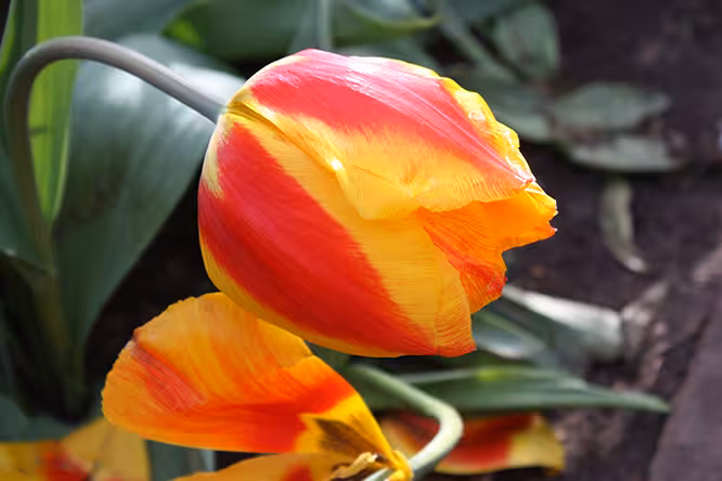 tuliplegoorig