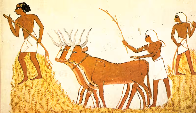 Trilla_del_trigo_en_el_Antiguo_Egipto-800x460
