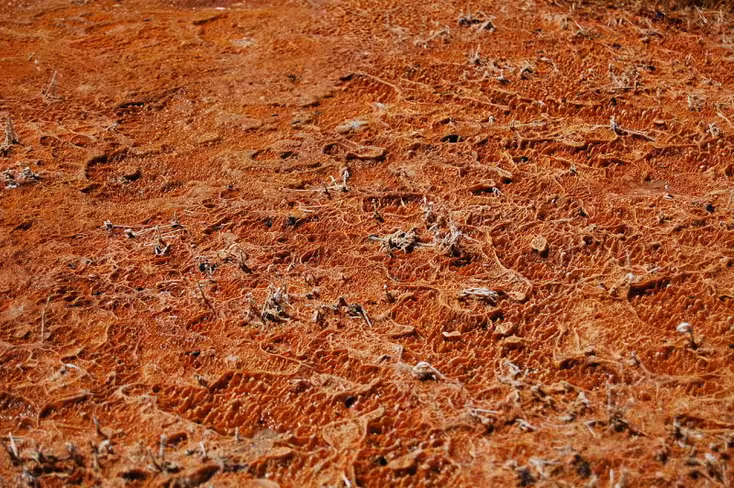 A biofilm of thermophilic bacteria in the outflow of Mickey Hot Springs, Oregon. Image Source:Wikimedia Commons