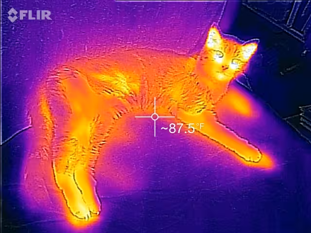 thermal image cat