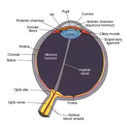 250px-Schematic_diagram_of_the_human_eye_en.svg
