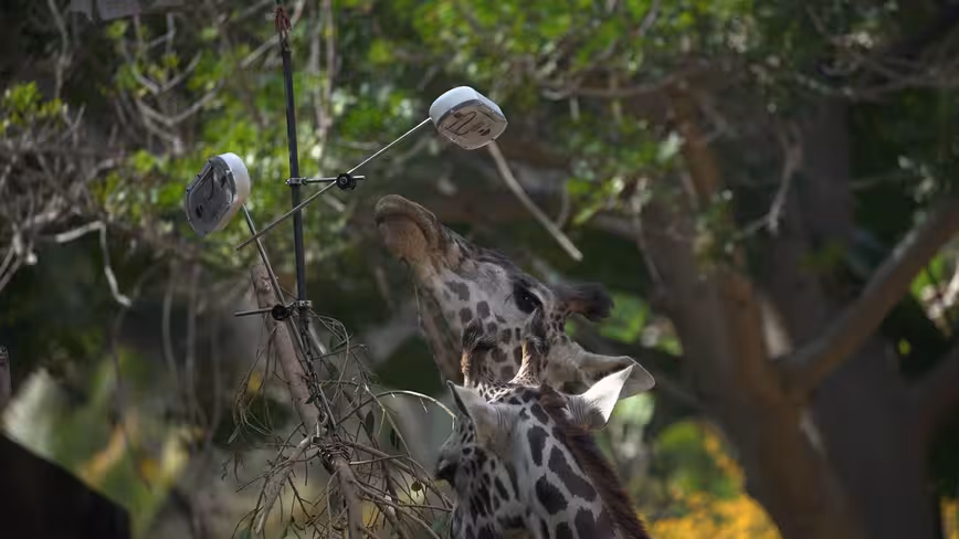 GooglePhotosGiraffeCurious1
