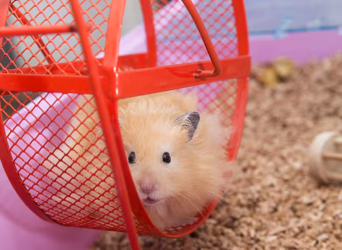 shutterstock_237471631