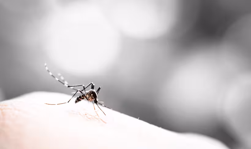 mosquito Merck