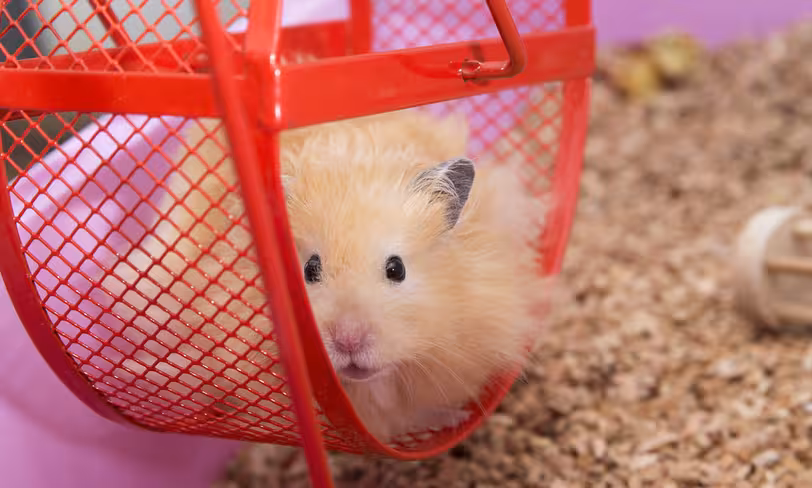 shutterstock_237471631