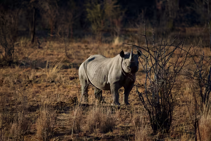 Using AI and drones to combat elephant and rhino poaching