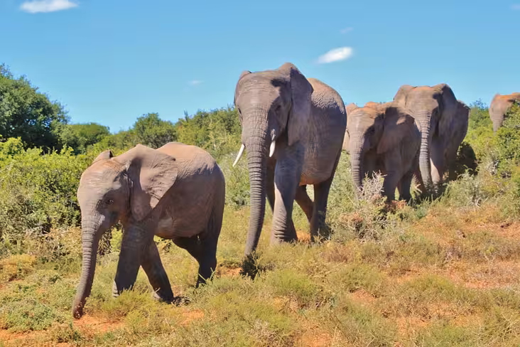 Microsoft co-founder Paul Allen hopes to stop elephant poachers in Afrika using big data Featured Image