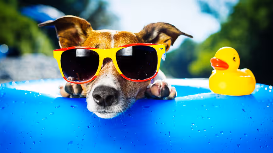 This startup is quite literally Airbnb for pets Featured Image