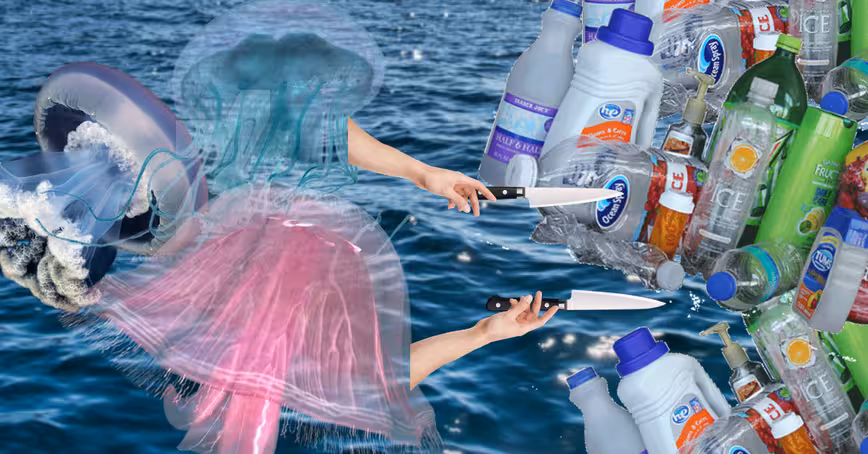 Scientists believe jellyfish could help rid our waters of plastic waste