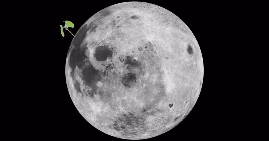 A cotton seed sprouted – and died – on China’s Lunar Lander