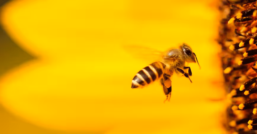 We have to save the bees, here’s how we can do it