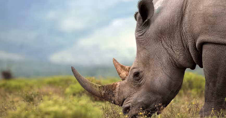 South Africa’s first legal online rhino horn auction totally failed Featured Image